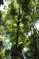 Thamnopteris