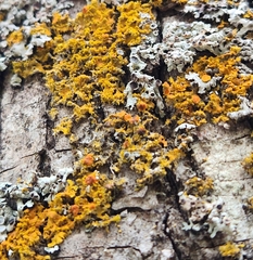 Xanthomendoza fallax