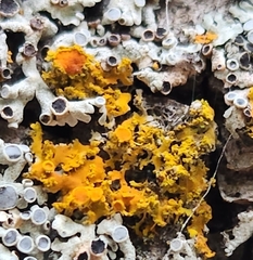 Xanthomendoza fallax