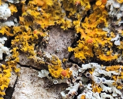 Xanthomendoza fallax