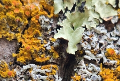 Xanthomendoza fallax