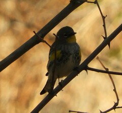 Setophaga coronata auduboni