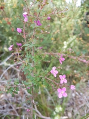 Boronia gracilipes