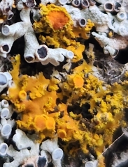 Xanthomendoza fallax