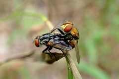 Gymnoclytia
