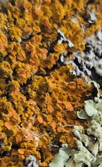 Xanthomendoza fallax