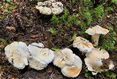 Cantharellus subalbidus