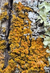 Xanthomendoza fallax