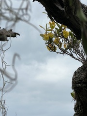 Epidendrum envigadoense