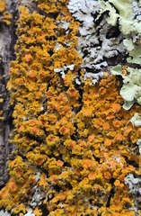 Xanthomendoza fallax