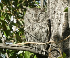 Megascops kennicottii