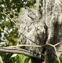 Megascops kennicottii