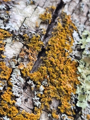 Xanthomendoza fallax