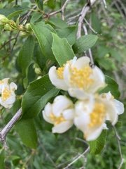 Philadelphus