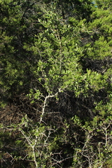 Quercus fusiformis