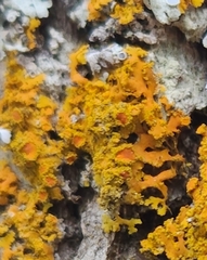 Xanthomendoza fallax
