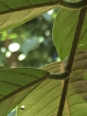 Millettia pachycarpa