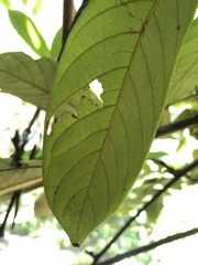 Millettia pachycarpa