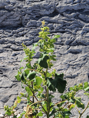 Ambrosiinae
