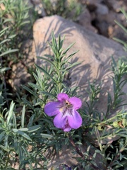 Penstemon linarioides