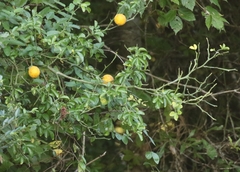 Citrus trifoliata