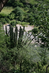 Pachycereus pecten-aboriginum