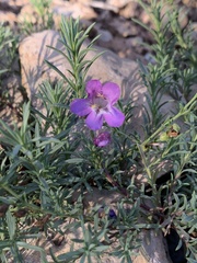 Penstemon linarioides