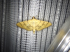Patania chlorophanta