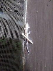 Hemidactylus turcicus