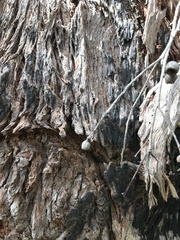 Corymbia calophylla