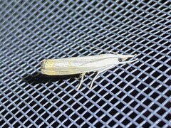 Parapediasia decorellus