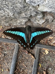 Graphium sarpedon connectens