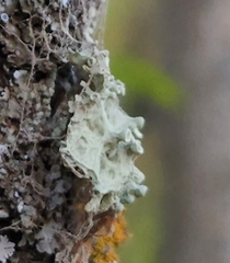 Ramalina sinensis