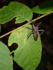 Acanthocephala terminalis