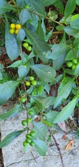 Solanum diphyllum