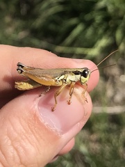 Paroxya atlantica