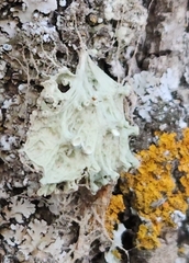 Ramalina sinensis