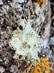 Ramalina sinensis