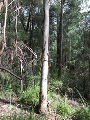 Eucalypteae