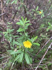 Hibbertia furfuracea