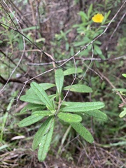 Hibbertia furfuracea