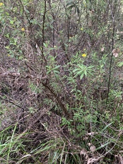 Hibbertia furfuracea