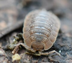 Porcellio dilatatus