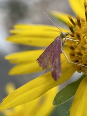 Pyrausta inornatalis