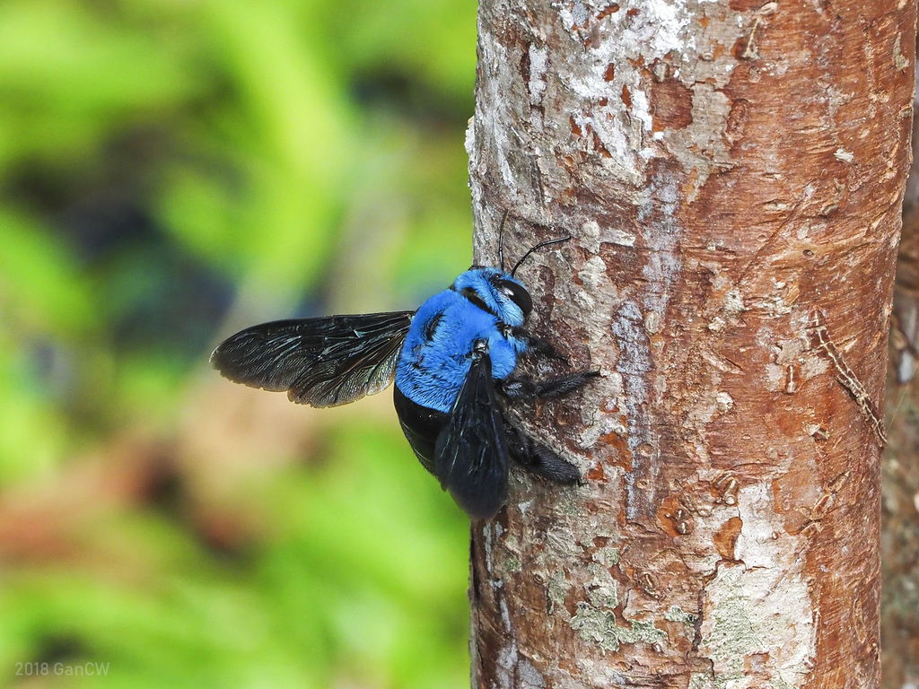 Large Carpenter Bees