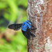 Cerulean Carpenter - Photo (c) CheongWeei Gan, some rights reserved (CC BY-NC), uploaded by CheongWeei Gan