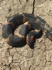 Nerodia fasciata confluens