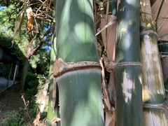 Bambusa beecheyana