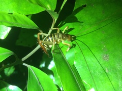 Hemideina crassidens