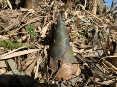 Bambusa beecheyana